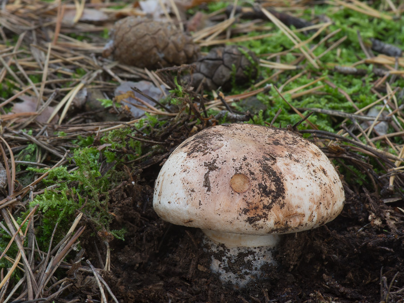 Tricholoma colossus